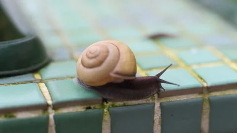 Macro close-up of a garden snail moving along a green tiled surface Stock Footage 347884947