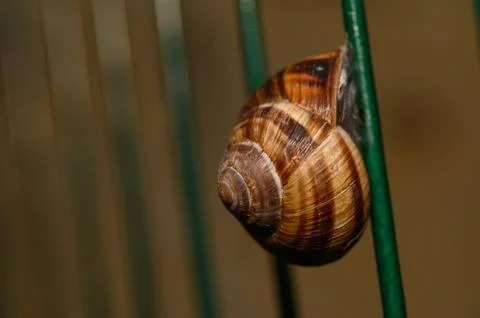 Macro close-up of a garden snail shell attached to a green wire fence Stock Photos
