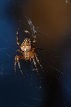 Macro Close-up of Garden Spider on Web at Night Stock Photos