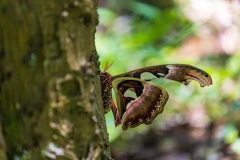Macro close-up of a giant emperor moth resting on a tree trunk and its magn.. Fotos Stock