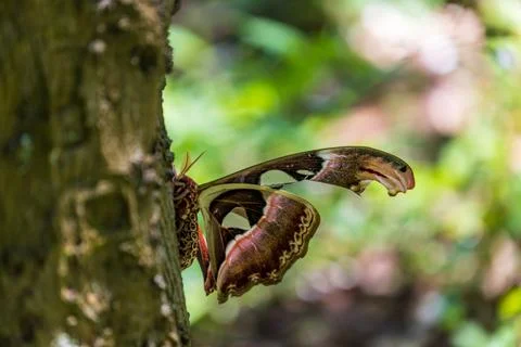 Macro close-up of a giant emperor moth resting on a tree trunk and its magn.. Fotos de archivo