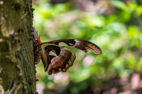 Macro close-up of a giant emperor moth resting on a tree trunk and its magn.. 스톡 사진