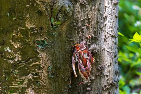 Macro close-up of a giant emperor moth resting on a tree trunk and its magn.. 스톡 사진
