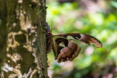 Macro close-up of a giant emperor moth resting on a tree trunk and its magn.. 스톡 사진