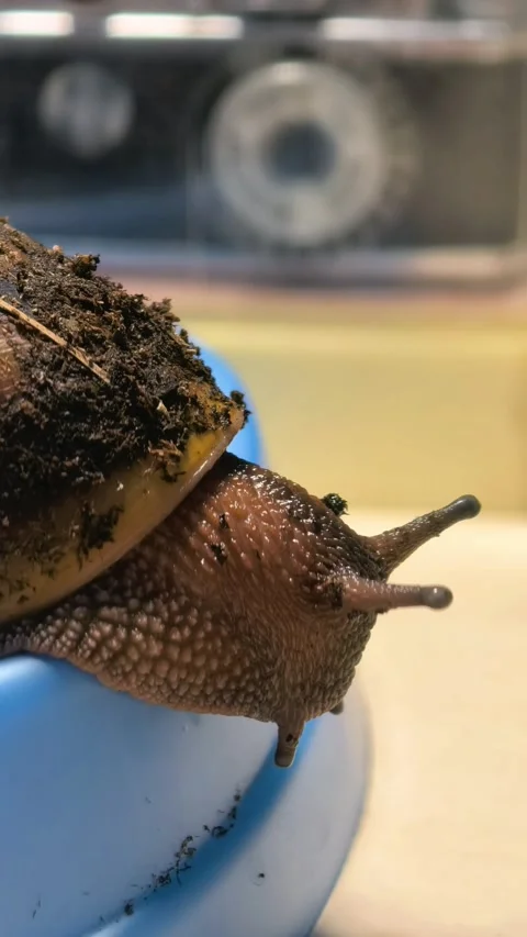 Macro close up of giant land snail crawling. Stock Footage 337189995