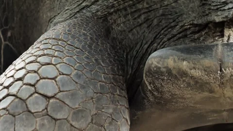 Macro Close-up of Giant Tortoise Skin and Shell Video stock 341011045