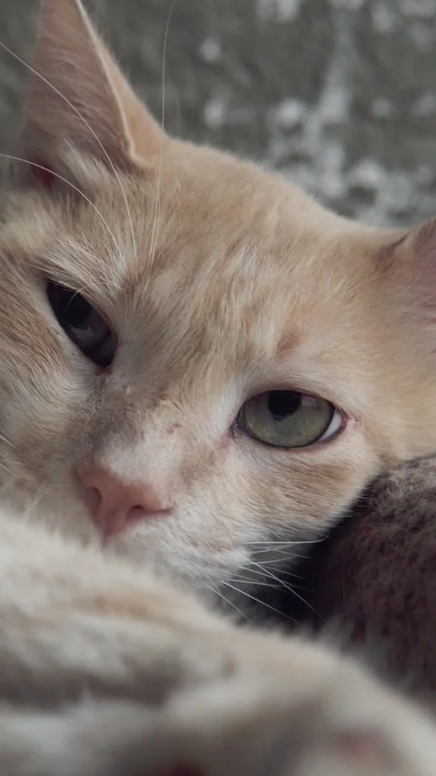 Macro close up of ginger tabby feline resting with green eye and soft fur Stock Footage 340810438