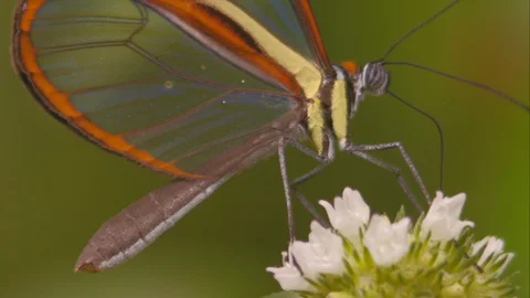 Macro close up of glasswing Epityches eupompe butterfly inserting its probe into 스톡 동영상 108035657