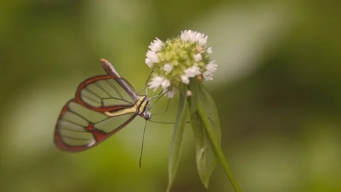 Macro close up of glasswing Epityches eupompe butterfly inserting its probe into Видео 108035688