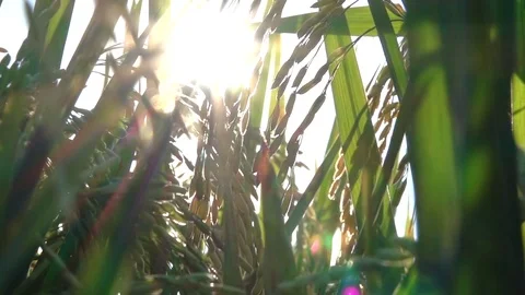 MACRO CLOSE UP: Glow of sunshine on ripe rice plant crops growing on rice paddy Stock Footage 79050779