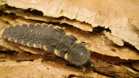 Macro close-up of glow-worm (Lampyris noctiluca) Stock Footage 337626643