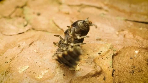 Macro close-up of glow-worm (Lampyris noctiluca) larva lying on its back Stock Footage 337626864