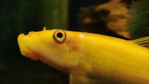 Macro Close-Up of Golden Chinese Algae Eater Fish in Aquarium Stock Footage 342928519