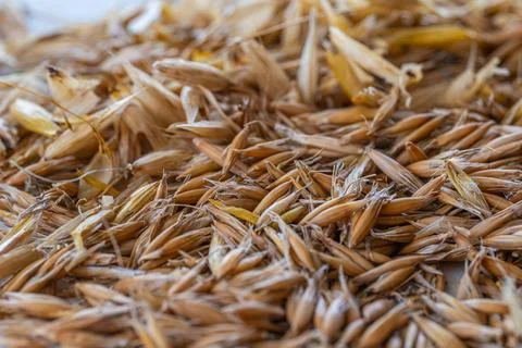 Macro Close-up of Golden Oat Kernels Stock Photos