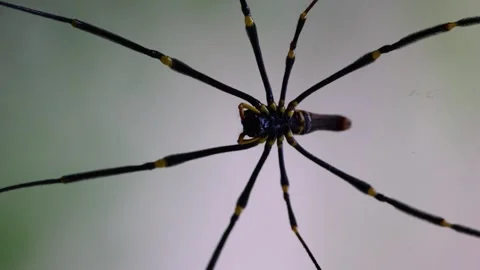 Macro Close-Up of Golden Orb Weaver Spider Centered on Web Against Soft Green Stockbeeldmateriaal 345165156