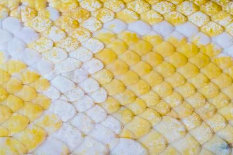Macro close up, Golden Thai Python (Python bivittatus) snake skin texture. Stock Photos