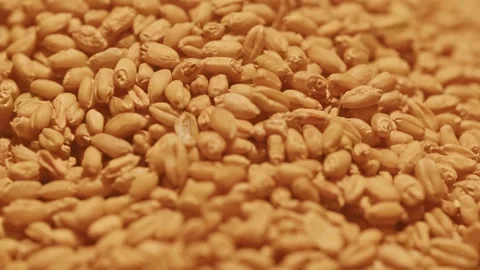 Macro Close-up of Golden Wheat Grains Piled Together Видео 336524751