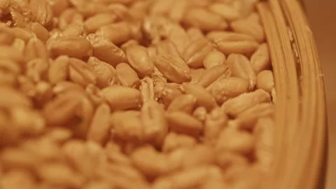 Macro Close-up of Golden Wheat Grains Filling Wooden Basket Rim Видео 336524873