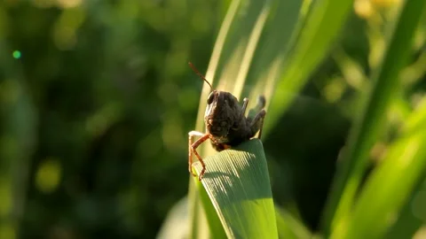 Macro close-up of grasshopper on grass leaf Stock Footage 148246290