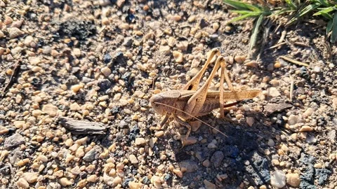 Macro close up of grasshopper side view Vídeos de archivo 347089780