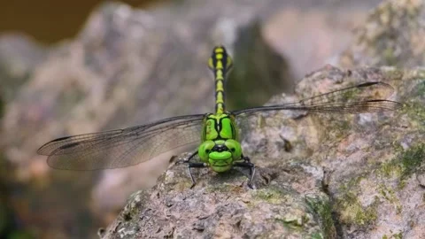 Macro Close Up of Green and Black Dragonfly Perched Head On a Rock 動画素材 337754019