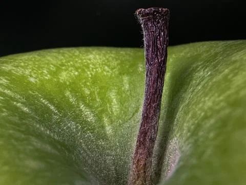 Macro Close-Up of Green Apple Stem and Skin Texture in Natural Light Foto stock