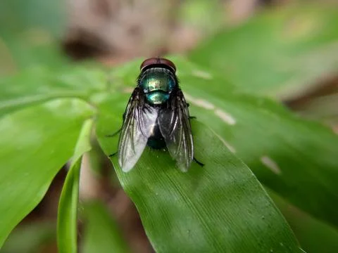 Macro Close-Up of Green Bottle Fly on Leaf Stock Photos