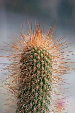 Macro Close-Up of a Green Cactus with Long Orange Spines Fotos Stock