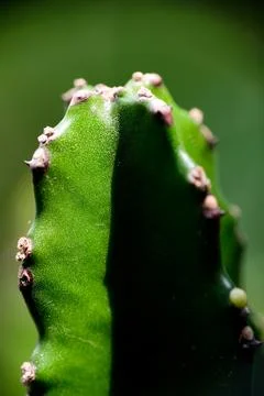 Macro close-up of green cactus stem texture in natural light Stock Photos