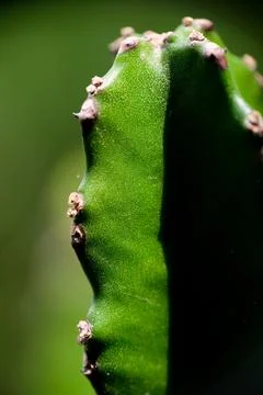 Macro close-up of green cactus stem texture in natural light Stock Photos