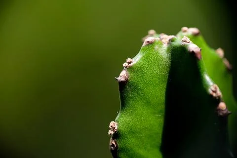 Macro close-up of green cactus stem texture in natural light Stock Photos