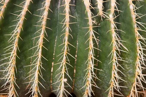 Macro Close Up of Green Cactus Surface with Long Spines and Natural Texture Stock Photos