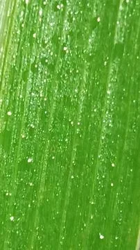 Macro Close Up of Green Corn Leaf Blade with Water Dew Droplets Stock Photos