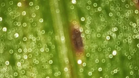 Macro Close Up of Green Corn Leaf Blade with Water Dew Droplets Stock Photos