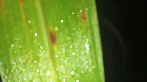 Macro Close Up of Green Corn Leaf Blade with Water Dew Droplets Stock Photos