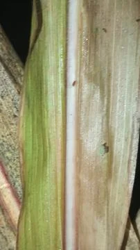 Macro Close Up of Green Corn Leaf Blade with Water Dew Droplets Stock Photos