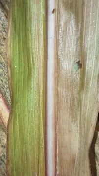 Macro Close Up of Green Corn Leaf Blade with Water Dew Droplets Stock Photos