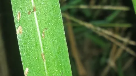 Macro Close Up of Green Corn Leaf Blade with Water Dew Droplets Stock Photos