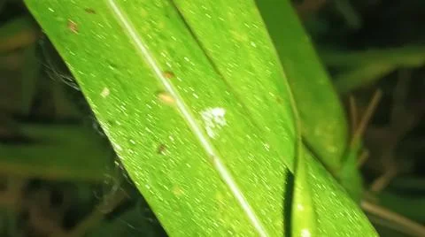 Macro Close Up of Green Corn Leaf Blade with Water Dew Droplets Stock Photos
