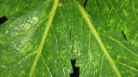 Macro Close Up of Green Corn Leaf Blade with Water Dew Droplets Stock Photos