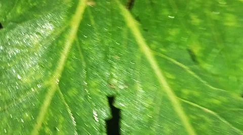 Macro Close Up of Green Corn Leaf Blade with Water Dew Droplets Stock Photos