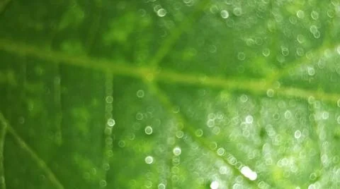 Macro Close Up of Green Corn Leaf Blade with Water Dew Droplets Stock Photos