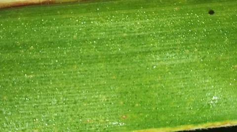 Macro Close Up of Green Corn Leaf Blade with Water Dew Droplets Stock Photos