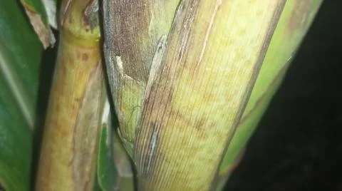 Macro Close Up of Green Corn Leaf Blade with Water Dew Droplets Stock Photos