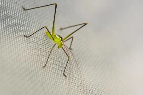 Macro close up of a green cricket, selective focus Stock Photos