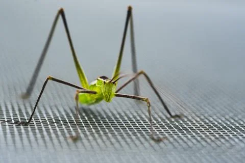 Macro close up of a green cricket, selective focus Stock Photos