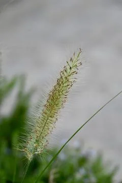 Macro close-up of a green foxtail grass spikelet with soft blurred background Stock Photos