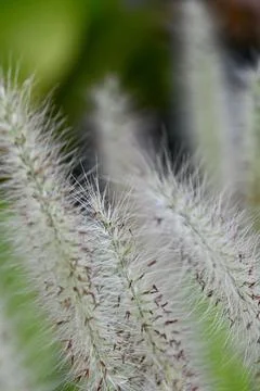 Macro close-up of a green foxtail grass spikelet with soft blurred background Stock Photos