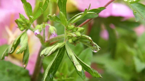 Macro Close-up of Green Geranium Leaves with Water Droplets Stockbeeldmateriaal 335143751