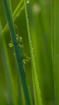 Macro Close-Up of Green Grasshopper with Dew Drops on Grass Blade 스톡 사진